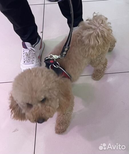 Той-пудель вязка