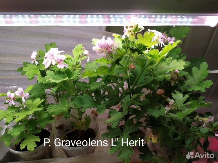 Пеларгония P. Graveolens L