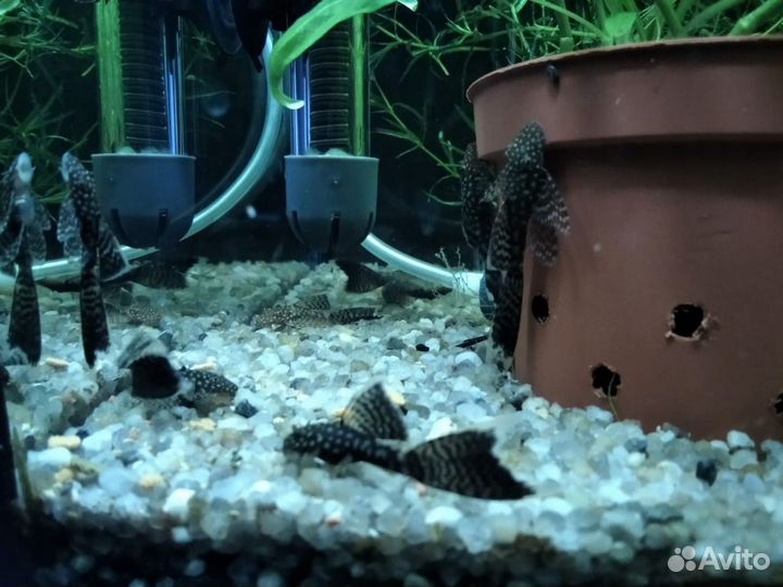 Аквариумные рыбки