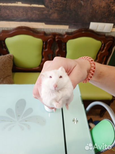 Джунгарские малыши
