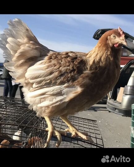 Куры молодки несушки