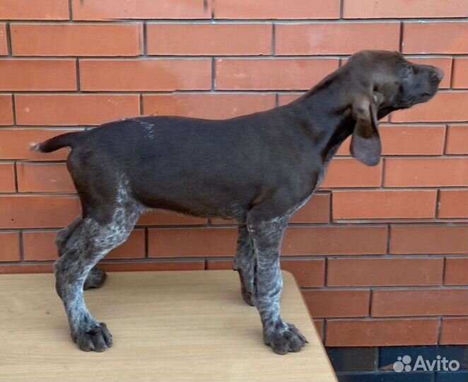 Щенки курцхаара