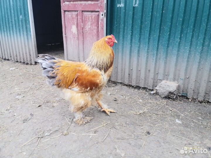 Петухи Брама