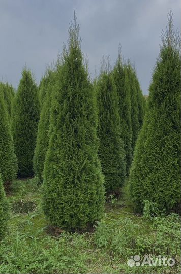 Туя смарагд калумна