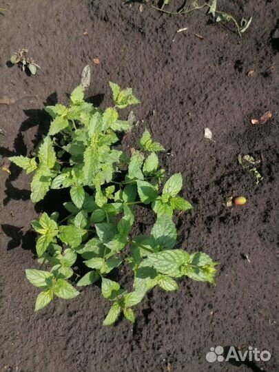 Рассада вкусной мяты