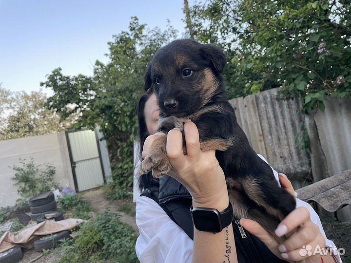 Собака в добрые руки даром