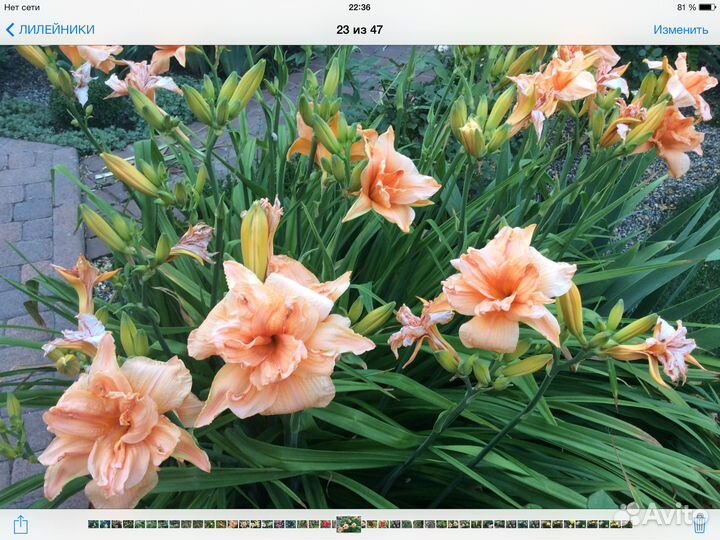 Многолетники