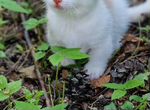Манчкин голубоглазые коротколапые котята