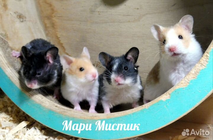 Сирийский хомяк ангорский атлас видео