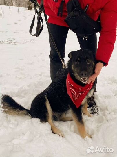 Молодая добрая собачка из приюта в добрые руки