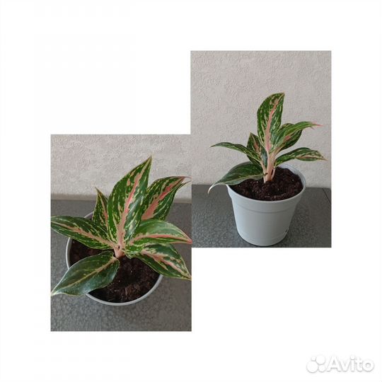 Аглаонема Батерфляй