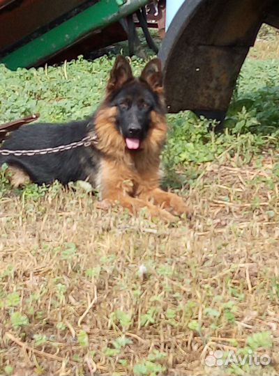 Немецкая овчарка
