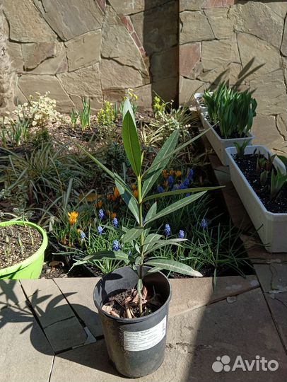 Олеандр малиновый