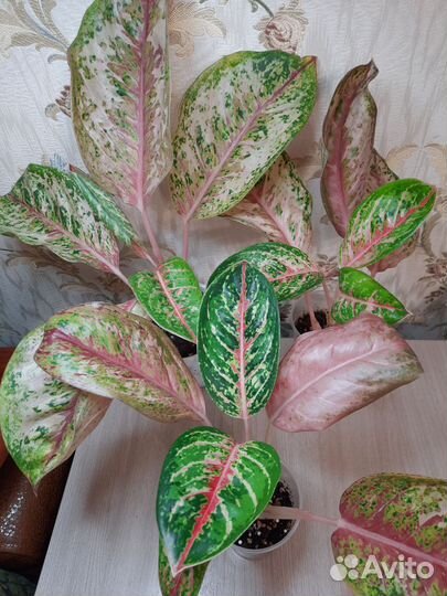 Аглаонемы 10 карат и другие