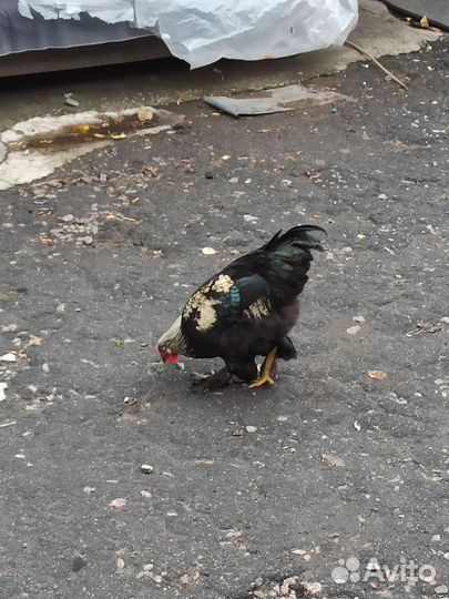 Куры и петухи