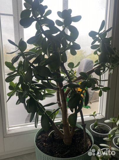 Крассула толстянка, детки