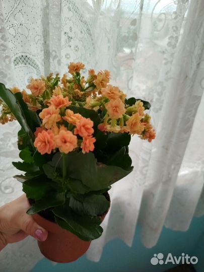 Комнатные цветы каланхоэ