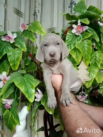 Веймаранер