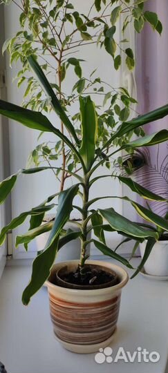 Комнатные цветы