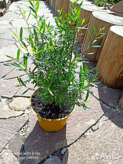 Декоративные кустарники