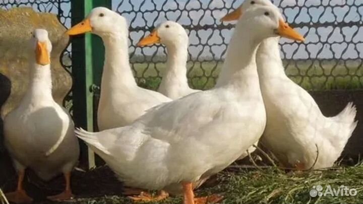 Утка суточная star 53