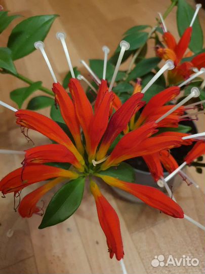 Эсхинантус