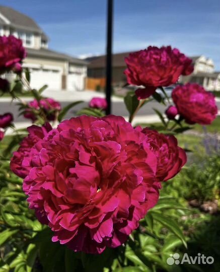 Пион сорт Испектор Лаверн