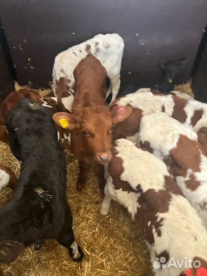 Элитные телята бычки доставка до двора