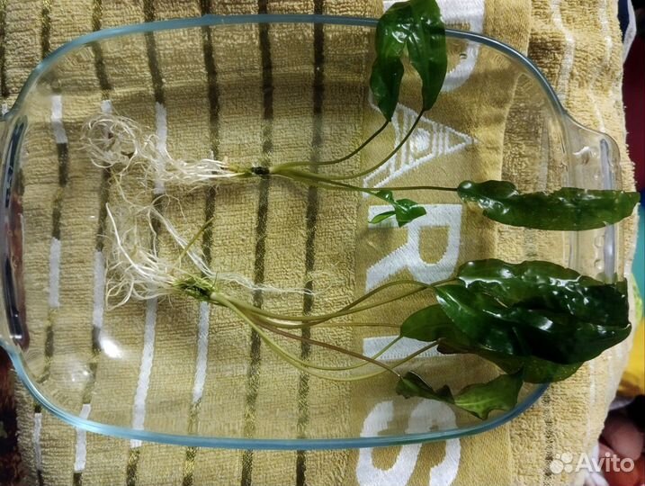 Криптокорина