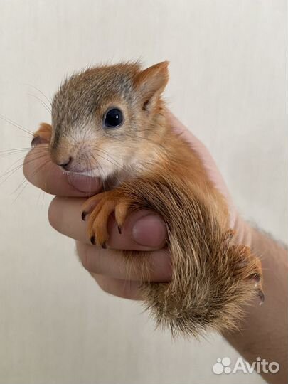 Ручные и вольерные бельчата,отправка в Москву