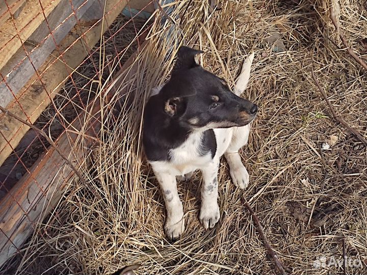 Щенки, ждущие своих хозяев