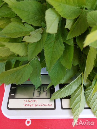 Сныть обыкновенная трава дикорастущая