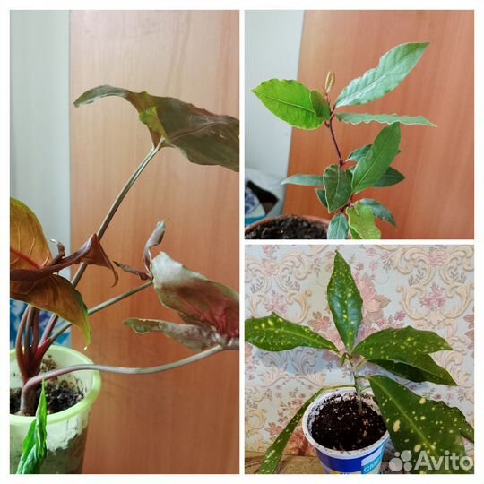 Кротон, лавровый лист, сингониум