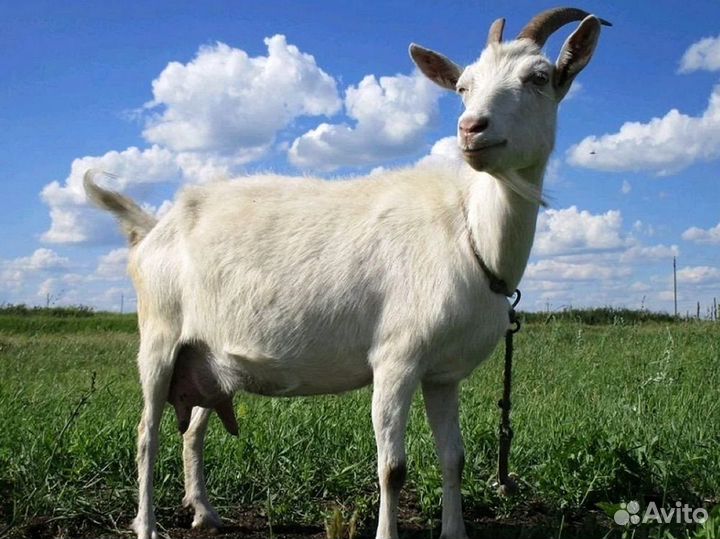 Коза дойная