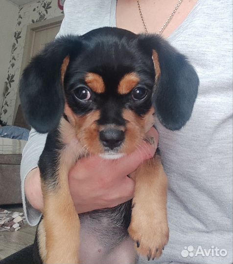 Щенок метис