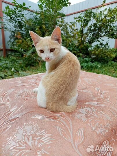 Котик в добрые руки