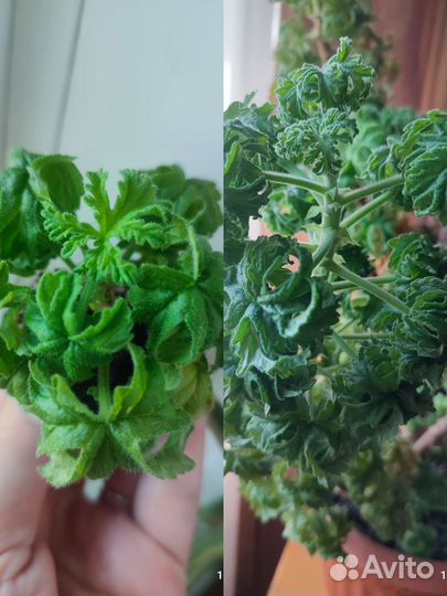 Пеларгония душистая (герань)