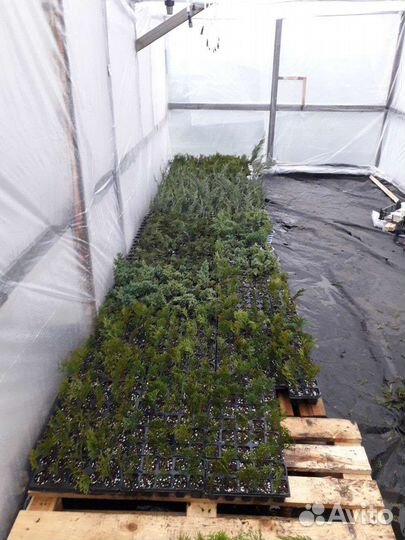 Туя западная смарагд