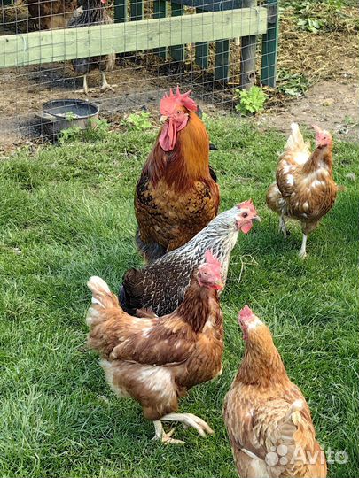 Петух и 5 кур (несушки)