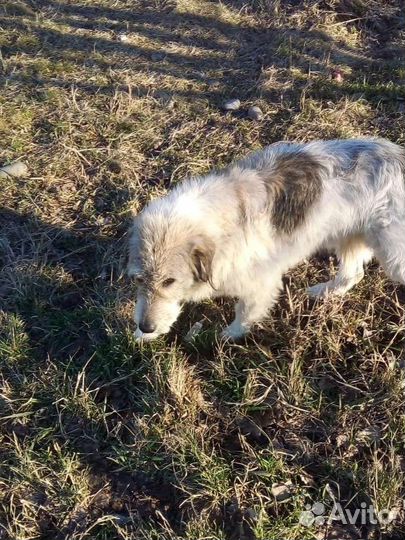 Умная собака