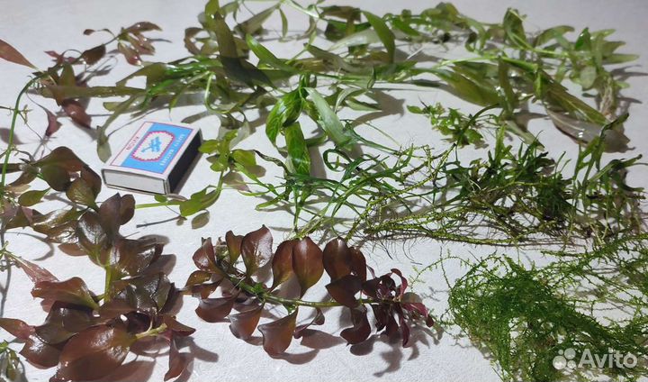 Аквариумные растения