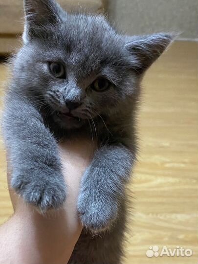 Сибирские котята