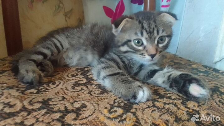 Вислоухие котята