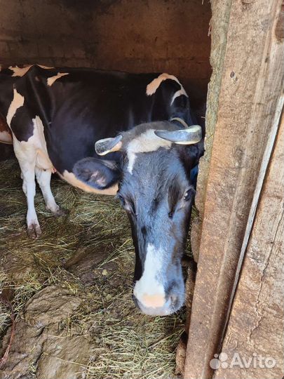 Корова дойная