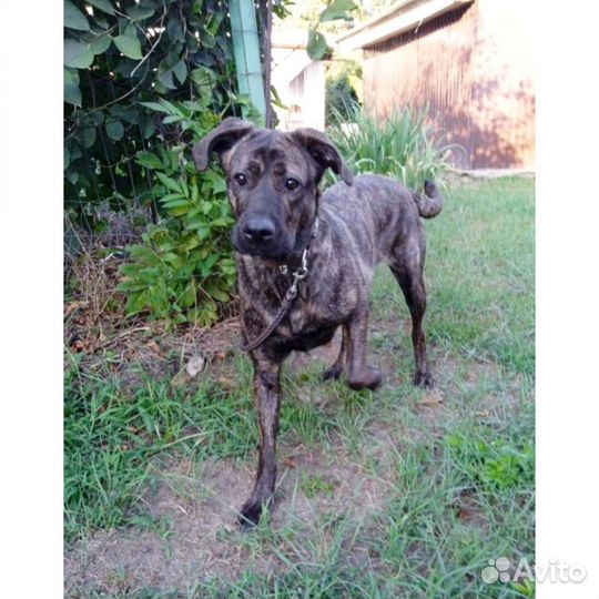 Собака метис Кане корсо