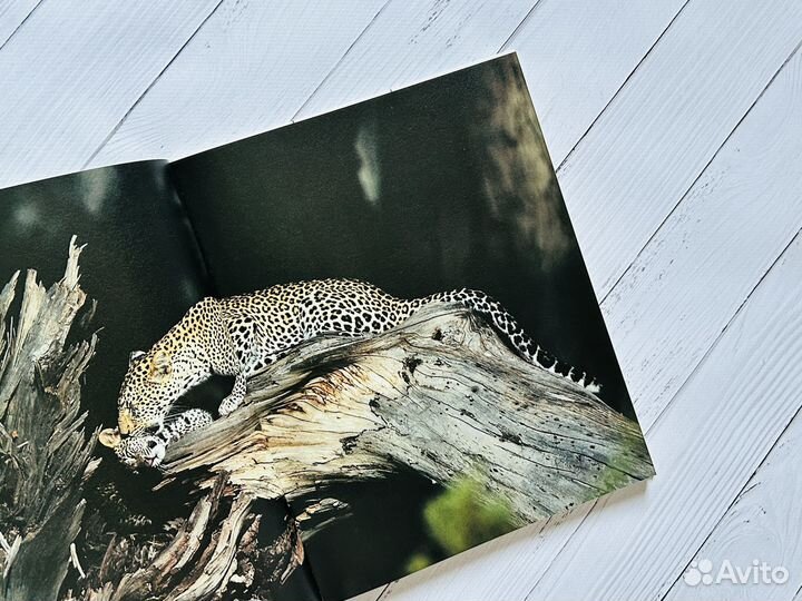 Мир дикой природы. Тропический лес