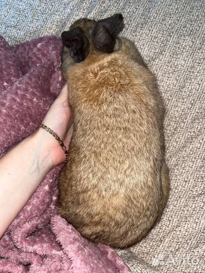 Декоративный кролик мальчик