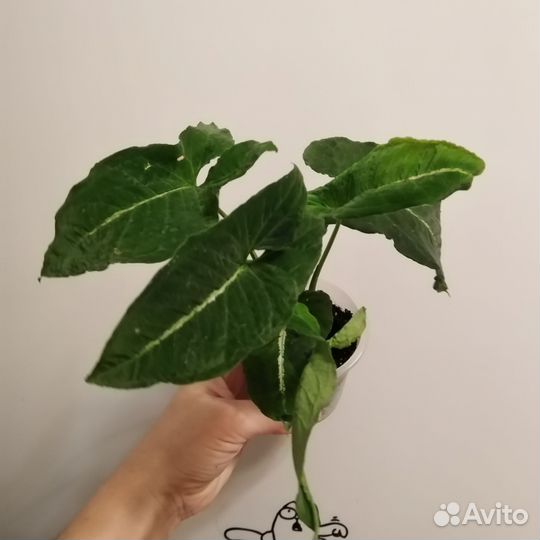 Филодендрон