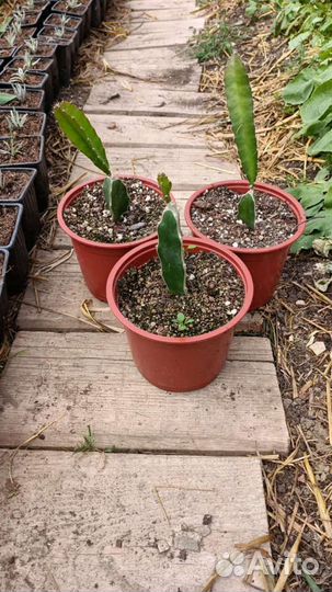 Питахайя саженцы