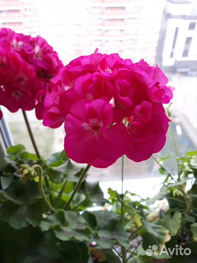 Герань (пеларгония) розовая, королевская, красная